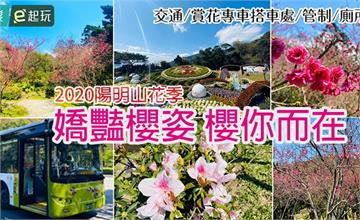 2020陽明山花季！一年一度粉嫩盛會綻放中，與櫻花交織的絕景才震撼！（附交通／賞花專車搭車處／管制／廁所）