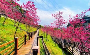 桃園｜長庚養生文化村：輕鬆好走的養生步道，櫻花、李花、杜鵑花同時盛開的賞櫻好去處！