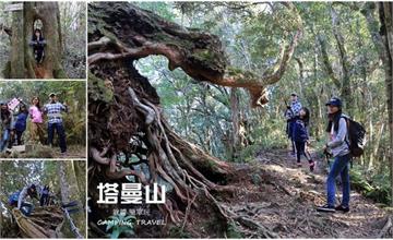 桃園｜親子登山趣！新北桃園交界最高峰，塔曼山，漂亮的魔幻森林