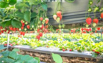 苗栗｜雙坑高架草莓園，結實纍纍的草莓，讓人採到不亦樂乎