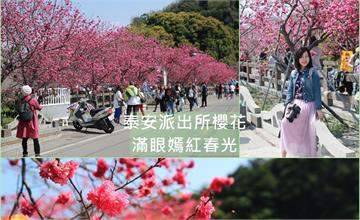 台中│泰安派出所櫻花 穿行在春天裡，滿眼嫣紅春光