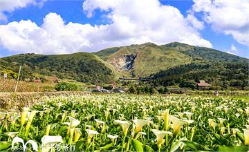 台北陽明山│遠眺七星山，近賞海芋田的絕美秘境