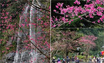 2020追櫻追風景，8大雙北粉紅前線賞花景點！(附花況/交通)