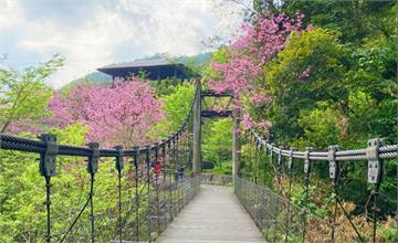 嘉義｜迷糊步道森遊趣，阿里山樂米吊橋，粉紅櫻綻放！