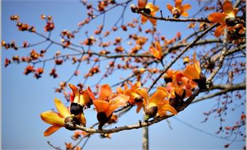 彰化二林｜東螺西岸木棉花道：春天到，一起徜徉綿延1.4公里的火紅木棉花道！