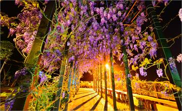 嘉義│2020瑞里紫藤花開，沿著夢幻公路166縣道(竹崎至瑞里)尋找幸福！