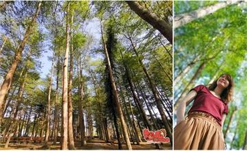 台南版臥虎藏龍電影場景，免到深山也可享受森林浴的滋養~