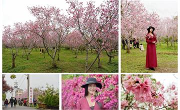 台中｜台中限定賞櫻秘境！新社月湖莊園，富士櫻爆炸開、九重葛花牆，台中IG打卡熱點～