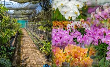 台南│蘭科植物園：免費入園，2000株各式蘭花齊聚一堂，還可在溫室享用美味