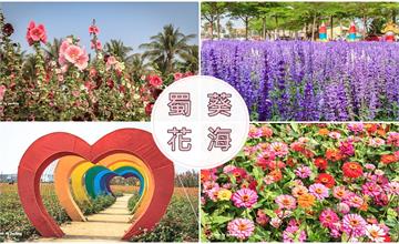 200321台南－學甲蜀葵花海