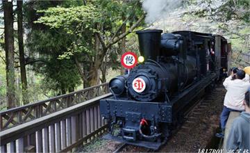 嘉義阿里山｜櫻花季每週三限定《SL-31蒸汽火車》主題列車，體驗全台獨家高山櫻花鐵道之旅！
