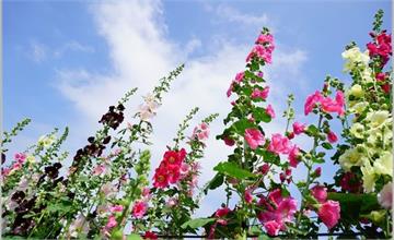 員林大明里活動中心｜蜀葵花海｜比人還高的花中巨人，花朵顏色如馬卡龍粉嫩，等你來賞~