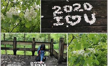  2020年鳳林桐花步道！鳳義水源溪畔公園內迎來四月桐花雪