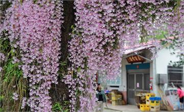  嘉義│番路佳鄉庭園餐館 天宮石斛蘭粉紅花瀑爆滿盛放