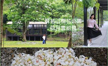 雲林│四月桐花雪紛飛，來去荷苞山桐花公園赴一場如雪的花事