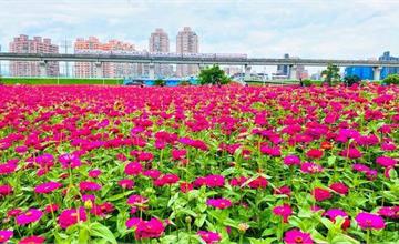 新北市大都會公園：最新賞花景點，一葉致富百日草花海
