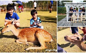 墾丁｜鹿境梅花鹿生態園區 台版奈良梅花鹿公園