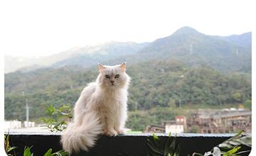 新北｜猴硐貓村：貓奴必到！世界六大貓咪天堂樂園，順遊山城小鎮