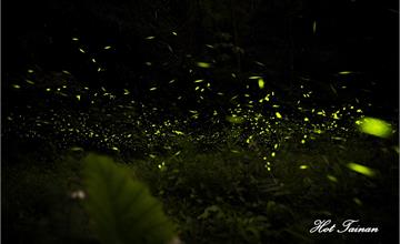 2020台南賞螢火蟲看這邊！台南全區賞螢火蟲好去處~