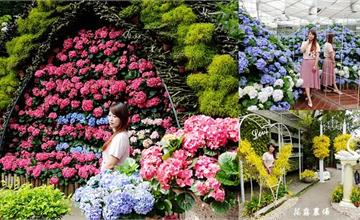 苗栗｜花露農場：繡球花季開跑！花牆、鏡中花，美照拍不完