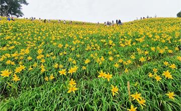 彰化花壇｜虎山巖金針花：我在虎山巖，金針花繡球花開～