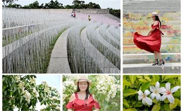 苗栗｜桐花秘境：臺灣客家文化館、夏雪地景藝術、好客公園