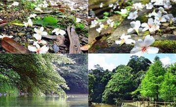 基隆｜富民親水公園：賞桐去！桐花飛起五月雪～