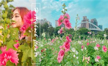 台北｜蜀葵之森：6000朵蜀葵花河濱公園爛漫綻放！