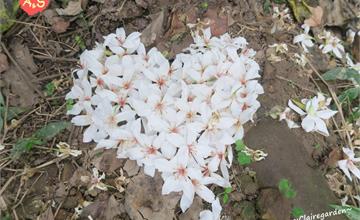 桃園｜羊稠坑步道：賞花趣！讓我們一起賞桐、賞花去