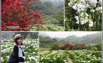 陽明山竹子湖｜花季持續！海芋及楓紅交織，白裡透紅的自然美景