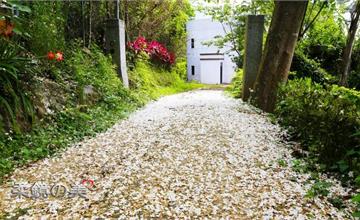 新竹｜大分林步道：私藏賞桐景點！超夢幻的油桐白地毯～
