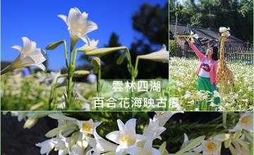 雲林四湖賞花祕境 百合花海映古厝，雪白花田仙氣飄飄