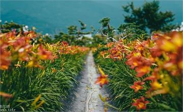 花蓮吉安｜嘉德花田：免費入園，吉安平地就可賞彩色金針花、玫瑰花、扶桑花，還有綠色隧道喔