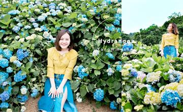 陽明山繡球花|2020 繡球花季賞花全攻略| 萬里8000坪海新園區