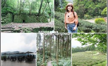 新北三峽｜台灣農林熊空茶園：漫步海拔700m茶鄉柳杉林