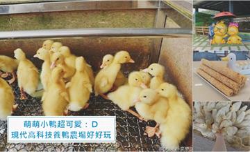 宜蘭礁溪｜甲鳥園：餵鴨抱鴨吃鴨蛋點心，輕鬆好玩的高科技養鴨農場！