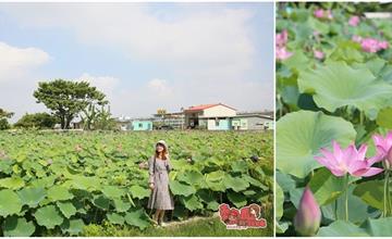 台南│新化蓮花海小秘境！不用跑白河就可以擁有的夏日粉色風景~