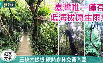 新北｜三峽大板根森林：宏偉國寶級百年板根神木，暖心回饋限時免費入園！