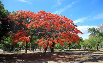 高雄│大東公園 熾熱五月，鳳凰花盡情燃燒，滿眼盡染火紅