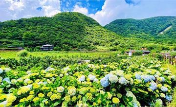 2020竹子湖繡球花季｜芋大道、頂湖小鎮：竹子湖觀景台居高臨下欣賞花海
