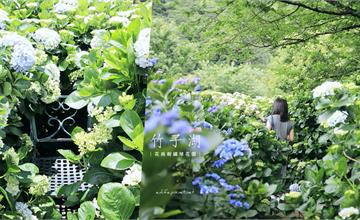 台北｜陽明山竹子湖 花與樹繡球花園：熱騰騰花況分享～躲進繡球花海中每個人都仙仙der！