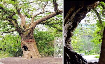 南投國姓｜糯米橋休閒農業區：茄苳神木，透過300年老樹看見台灣！