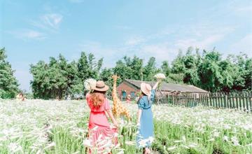 初夏限定絕美花景免費拍！雲林四湖百合花海夢幻綻放