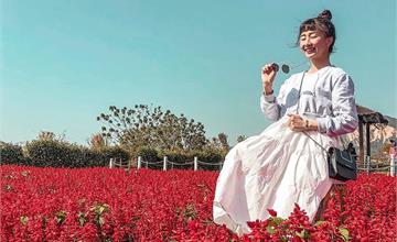 台中后里彩色花毯超好拍！五彩麥稈菊美景讓快門停不下來