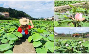 新北雙溪｜雙溪上林荷花田：迎風搖曳的鄉村風光，還有在地小農市集