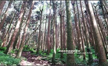 嘉義｜特富野古道：舊枕木鐵道相伴，沐浴森林中的最美步道！
