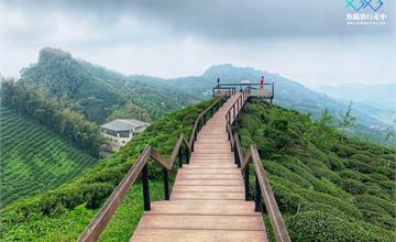 南投鹿谷｜秘境大崙山觀景茶園（銀杏森林），360度絕佳觀霧視野！