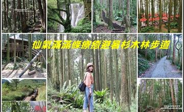北部避暑步道！9條仙氣滿滿的療癒杉木林步道～