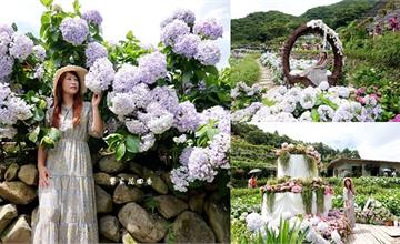 2020竹子湖繡球花園｜曹家花田香：推薦陽明山竹子湖繡球花～必拍繡球花蛋糕！