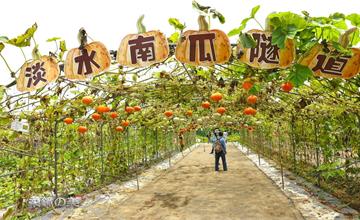 新北｜淡水南瓜隧道：品種多樣的金瓜夢幻隧道，免門票自由參觀